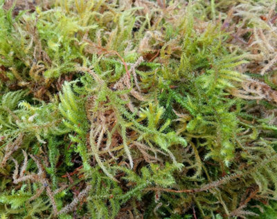 Fresh Sphagnum Moss - 5kg Bag - Natural Sphagnum Moss - High Quality - 6