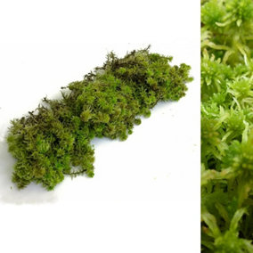 Fresh Sphagnum Moss- Live Moss 500g/1kg - Natural Sphagnum Moss Ideal for Terrariums, Live Plant Displays and Wreaths (1kg)