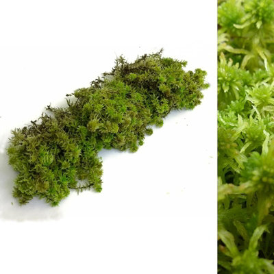 Fresh Sphagnum Moss- Live Moss 500g/1kg - Natural Sphagnum Moss Ideal for Terrariums, Live Plant Displays and Wreaths (500g)