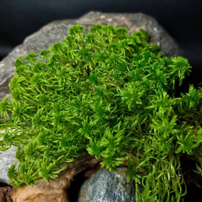 Fresh Sphagnum Moss Live Moss 500g Natural Sphagnum Moss Ideal for Terrariums Live Plant Displays and