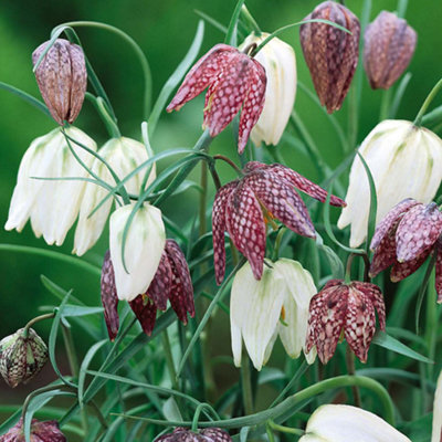 Fritillaria Meleagris Mixed Flowering Bulbs (50 Pack) | DIY At B&Q