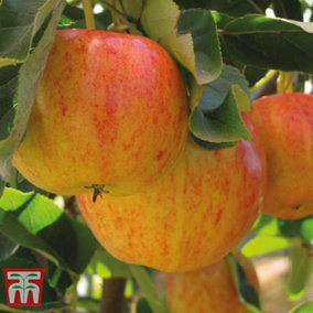 Fruit Apple Gala (M9) Low Stem 24cm Potted Plant x 1
