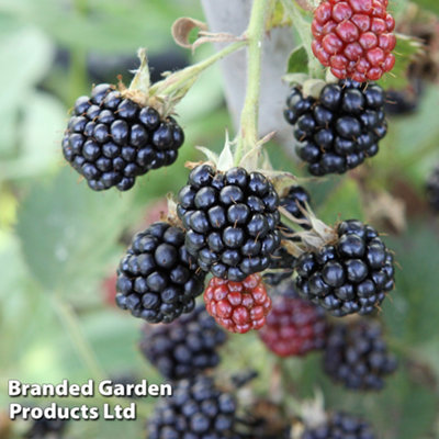 Fruit Blackberry (Rubus) Loch Maree 9cm Potted Plant x 1 (Peat Free)