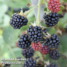 Fruit Blackberry (Rubus) Loch Maree 9cm Potted Plant x 1 (Peat Free)