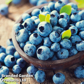 Fruit Blueberry (Vaccinium) Bluegold 1.5 Litre Potted Plant x 1
