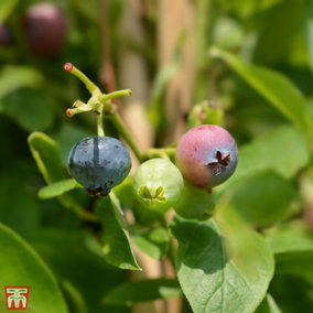 Fruit Blueberry (Vaccinium) Goldtraube 9cm Potted Plant x 1