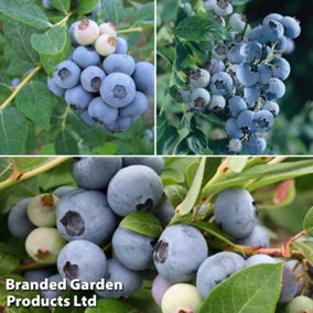 Fruit Blueberry (Vaccinium) Three Seasons Collection 9cm Potted Plant x 3