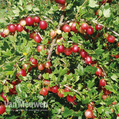 Fruit Gooseberry Xenia - 3 bare root plants