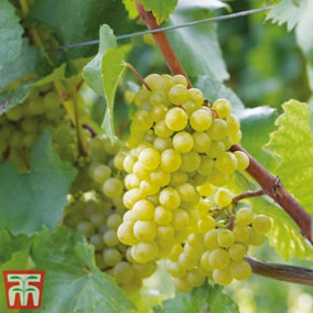 Fruit Grape (Vitis) Chardonnay Blanc 3 Litre Potted Plant x 1