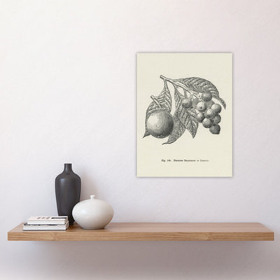 Fruit Growers Guide Vintage Loquat Artwork Wright Wall Art Poster Print ...