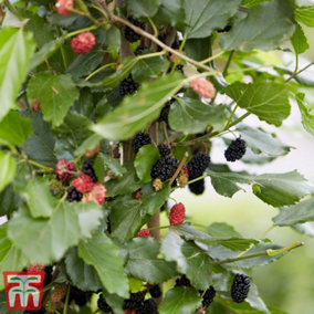Fruit Mulberry (Morus) Mojo Berry 13cm Potted Plant x 1