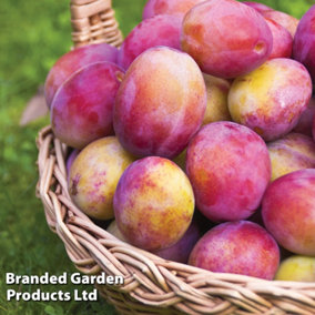 Fruit Plum (Prunus) Wonder Tree Plum Victoria (St Julien A Rootstock) (Height 1.4m) 24cm Potted Plant x 1