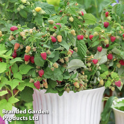 Fruit Raspberry (Rubus) Little Sweet Sister 13cm Potted Plant x 1