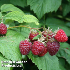 Fruit Raspberry Summer Lovers Early 2 Litre Pot x 1