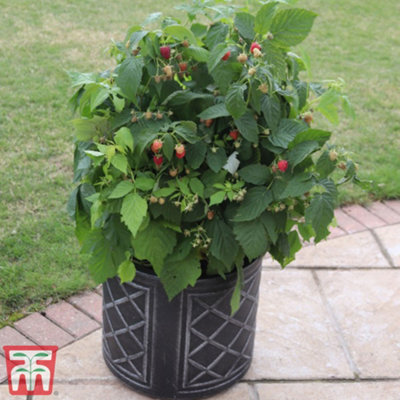 Fruit Raspberry Summer Lovers Patio Red - 1 Potted Plant