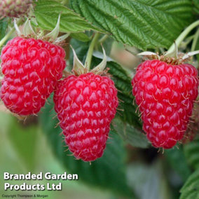 Fruit Raspberry Summer Lovers Patio Red - 3 Potted Plants