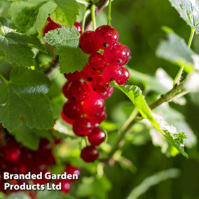 Fruit Redcurrant (Ribes) Summer Pearls Red 9cm Potted Plant x 1