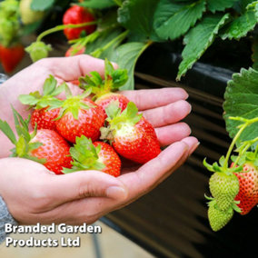 Fruit Strawberry (Fragaria) Symphony Peat Free 9cm Potted Plant x 1