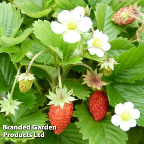 Fruit Strawberry (Fragaria) Vesca 1 Litre Potted Plant x 1
