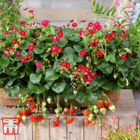 Fruit Strawberry Summer Breeze 9cm Potted Plant x 6