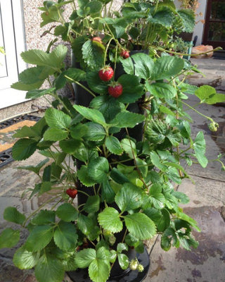 FRUIT TOWER VERTICAL PLANTER FLOOR STANDING