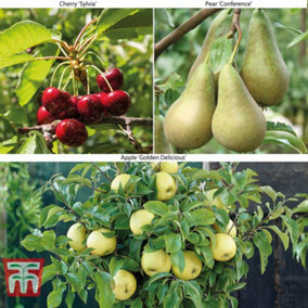 Fruit Tree Patio Collection - 3 Potted Plants (Apple, Cherry, Pear)