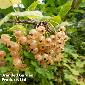Fruit Whitecurrant White Versailles 1.7 Litre Potted Plant x 1 (Organic)