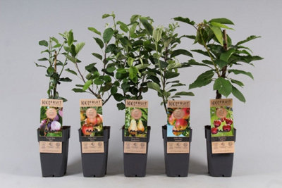 Fruitgoed Mixed, 15cm Pot Size, 50cm Tall, BerryBush, Indoor Houseplant