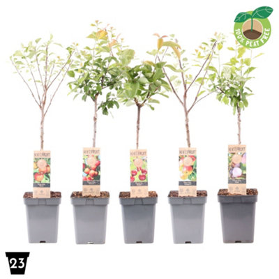 Fruitgoed Mixed Stam, 23cm Pot Size, 90cm Tall, Mixed fruit tree,Indoor ...