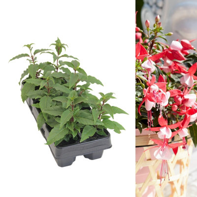 Fuchsia Bella Evita Bush Plant 6 Pack - Annual Summer Flowering Garden Plants For Hanging Baskets, Patio Pots and Borders