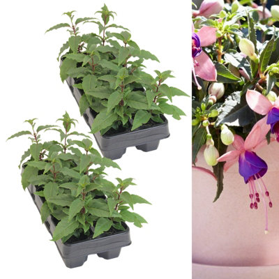 Fuchsia Bella Mariska Bush Plant 2 x 6 Pack - Annual Summer Flowering Garden Plants For Hanging Baskets, Patio Pots and Borders