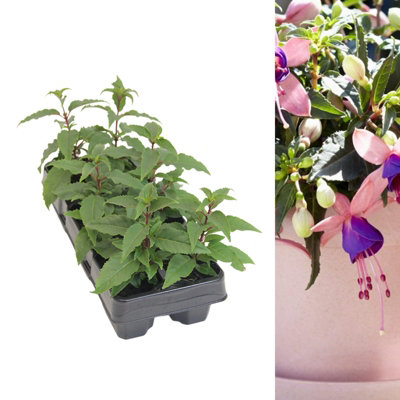 Fuchsia Bella Mariska Bush Plant 6 Pack - Annual Summer Flowering Garden Plants For Hanging Baskets, Patio Pots and Borders