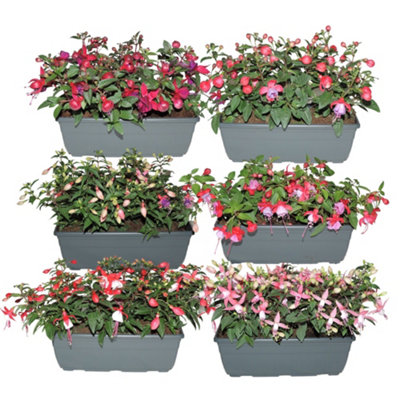 Fuchsia Bella Mixed Balkonba, 27cm Pot Size, 25cm Tall, Mixed Bella ...