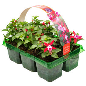 Fuchsia Bush Bella Nikita Basket Plants: Elegant Blooms, Sophisticated Grace, 6 Pack Elegance (Ideal for Baskets)