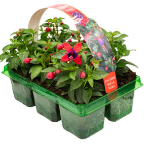 Fuchsia Bush Bella Vera Basket Plants: Vibrant Charm, Captivating Blooms, 6 Pack Vitality (Ideal for Baskets)