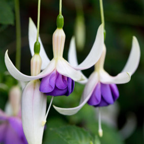 Fuchsia Deltas Sarah - Stunning White and Purple Flowers, Deciduous Shrub (20-30cm Height Including Pot)