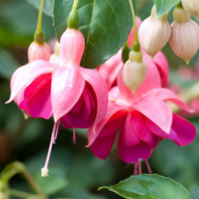 Fuchsia Garden News - Array of Pink Summer Flowers, Outdoor Harden Shrub (20-30cm Height Including Pot)