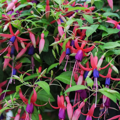 Fuchsia Genii Hardy - Double Red & Purple Flowers Low Maintenance Shrub ...