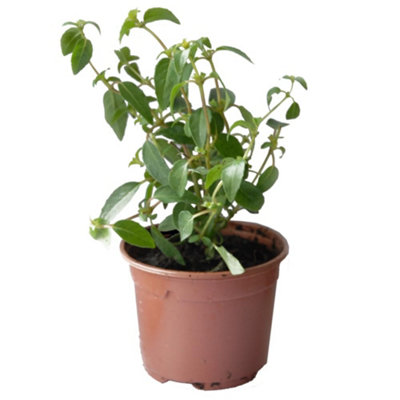 Fuchsia Genii Hardy - Double Red & Purple Flowers Low Maintenance Shrub ...