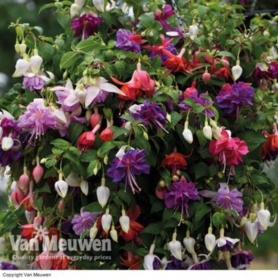 Fuchsia Giant Flowered Collection - 10 Plug Plants -Summer Garden ...