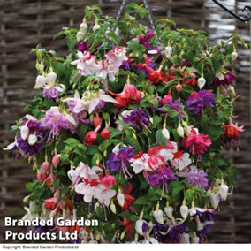 Fuchsia Giant Flowered Collection 100 Plug Plants - Summer Garden Colour, Ideal for Hanging Baskets