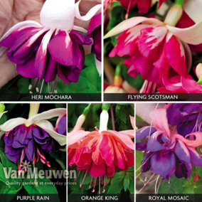 Fuchsia Giant Marbled Collection 10 Plug Plants -Summer Garden Colour, Ideal for Hanging Baskets