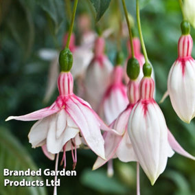 Fuchsia Happy Wedding Day - 5 Plug Plants - Summer Garden, Ideal for Hanging Baskets