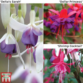 Fuchsia Hardy Collection - 3 Plug Plants - Summer Flowering