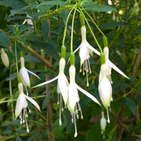 Fuchsia Hawkshead Garden Plant - Pure White Blooms, Compact Size, Hardy (25-35cm Height Including Pot)