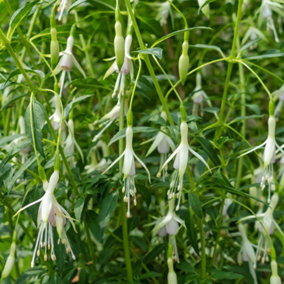 Fuchsia Hawkshead Garden Plant - White Bell-Shaped Flowers, Compact Size (10-30cm Height Including Pot)