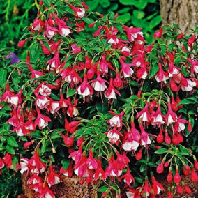 Fuchsia Lady Thumb Garden Plant - Beautiful Pink and Purple Blooms, Compact Size, Hardy (15-30cm Height Including Pot)