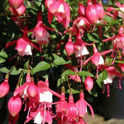 Fuchsia Lady Thumb Garden Plant - Beautiful Pink and Purple Blooms, Compact Size, Hardy (15-30cm Height Including Pot)