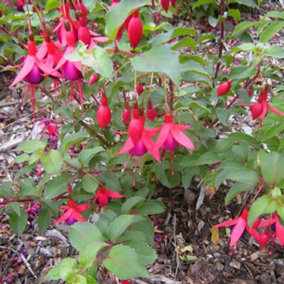 Fuchsia Mrs Popple Garden Plant - Eye-Catching Red and Purple Blooms, Compact Size, Hardy (15-30cm Height Including Pot)