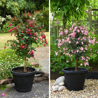 Fuchsia Quarter Standard Duo Colourful Display of Purple Red Flowers ...